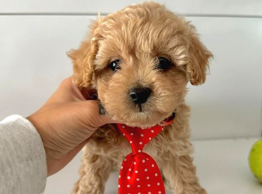 Maltipoo Bebekler Yuva Bekliyor