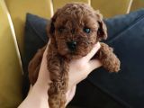 Red Brown Toy Poodle Yavrularımız Yeni Ailelerini Arıyor
