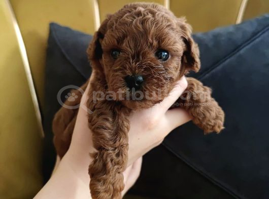 Red Brown Toy Poodle Yavrularımız Yeni Ailelerini Arıyor görsel