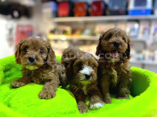Bi̇blo Güzelli̇ği̇nde Saf Kan Teacup Malti̇poo Yavrular görsel