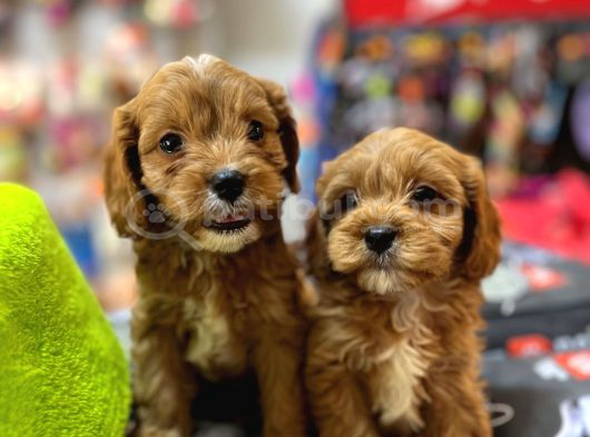 Bi̇blo Güzelli̇ği̇nde Saf Kan Teacup Malti̇poo Yavrular görsel