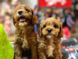 Bi̇blo Güzelli̇ği̇nde Saf Kan Teacup Malti̇poo Yavrular