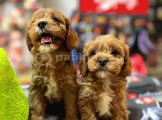 Bi̇blo Güzelli̇ği̇nde Saf Kan Teacup Malti̇poo Yavrular