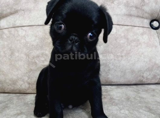 Yavru erkek pug