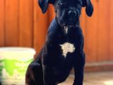 Gece Rengi Ruhsatlı Çiftligimizden Canecorso