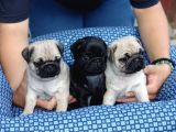 Pug Mops Yavrular Ev Üreti̇mi̇