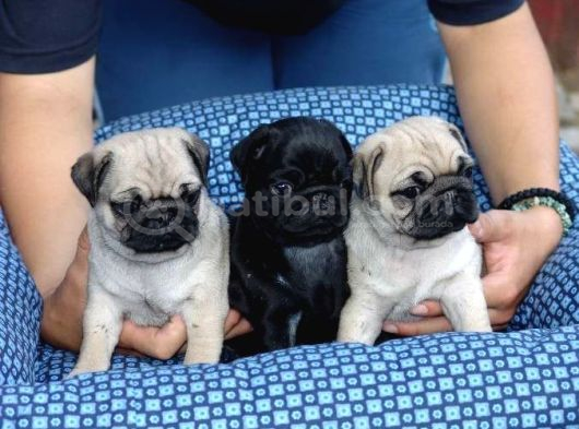 Pug Mops Yavrular Ev Üreti̇mi̇ görsel