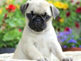 Pug Mops Yavrular Ev Üreti̇mi̇