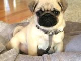 Pug Mops Yavrular Ev Üreti̇mi̇