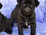 Pug Mops Yavrular Ev Üreti̇mi̇