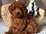 Toy Poodle Sevi̇mli̇ Yavrular Ev Üreti̇mi̇