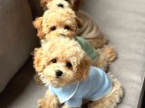 Malti̇poo Ci̇nsi̇ Yavrular Ev Üreti̇mi̇