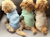 Malti̇poo Ci̇nsi̇ Yavrular Ev Üreti̇mi̇