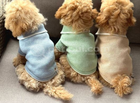 Malti̇poo Ci̇nsi̇ Yavrular Ev Üreti̇mi̇ görsel