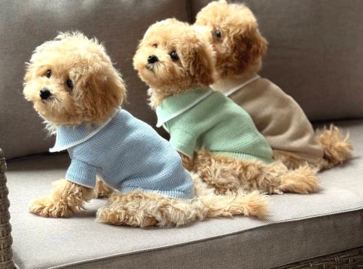 Malti̇poo Ci̇nsi̇ Yavrular Ev Üreti̇mi̇ görsel