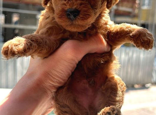 Orjinal Toy Poodle Yavruları