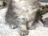 Silver Ta Longhair Dişi