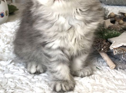 Silver Ta Longhair Dişi görsel