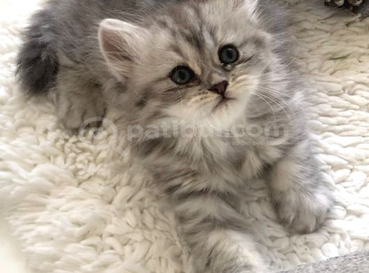Silver Ta Longhair Dişi görsel