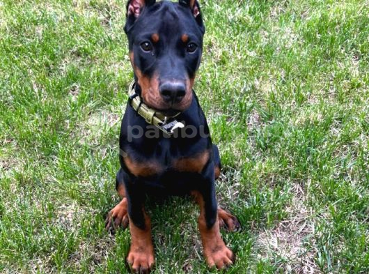 Orjinal Doberman Yavrularımız