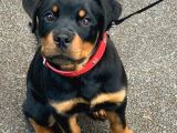 Orjinal Rottweiler Yavrumuz