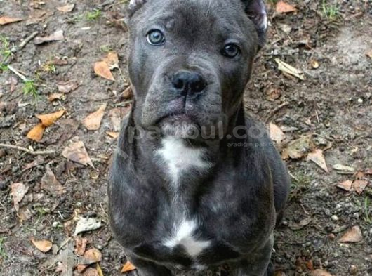 Orjinal Cane corso Yavrularımız Gri