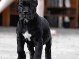 Orjinal Cane Corso Yavrularımız Black