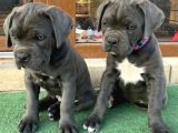 Orjinal Safkan Cane Corso Yavrularımız