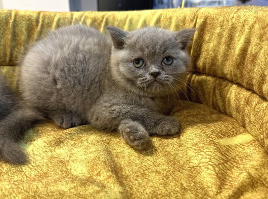 Top Kafa British Shorthair Yavrularımız