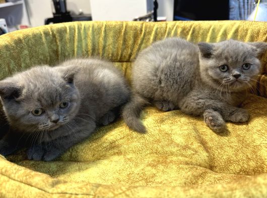 Top Kafa British Shorthair Yavrularımız görsel