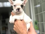 Fawn Pi̇ed Özel Renk French Bulldog