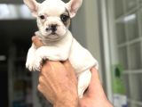 Fawn Pi̇ed Özel Renk French Bulldog