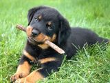En Özel Rottweiler Yavrulari