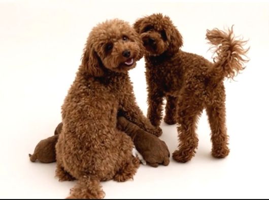 Toy Poodle Dişi
