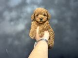 Kore Kan Mi̇ni̇ Boy Aşili Poodle Bebeği̇mi̇z