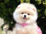 Ayıcık Surat Boo Pomeranian Yavrular