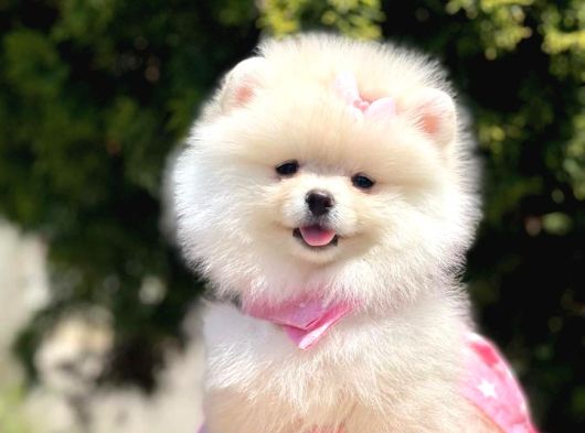 Ayıcık Surat Boo Pomeranian Yavrular görsel