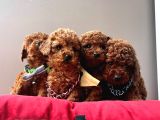 Irk Ve Sağlık Garantili Toy Poodle Mini Yavrular