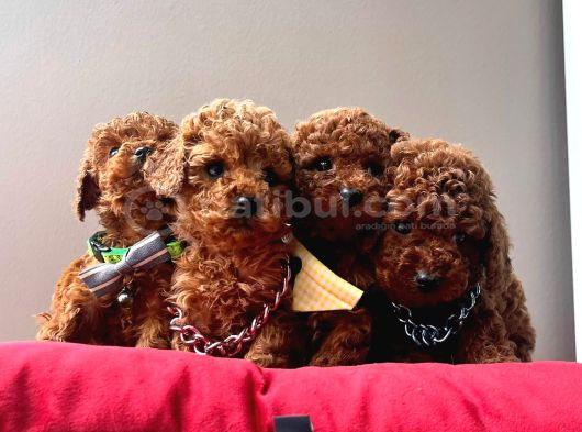 Irk Ve Sağlık Garantili Toy Poodle Mini Yavrular görsel