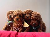 Irk Ve Sağlık Garantili Toy Poodle Mini Yavrular