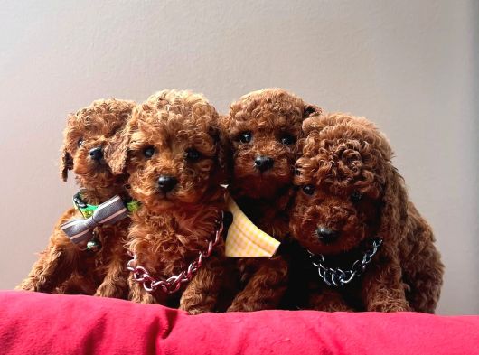 Irk Ve Sağlık Garantili Toy Poodle Mini Yavrular görsel