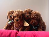 Irk Ve Sağlık Garantili Toy Poodle Mini Yavrular