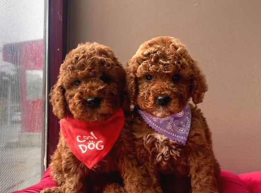 Aşılı Pasaportlu Toy Poodle Yavrular görsel