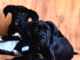 Gece Rengi Ruhsatlı Çiftligimizden Canecorso