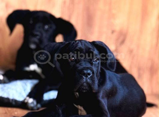 Gece Rengi Ruhsatlı çiftligimizden Canecorso