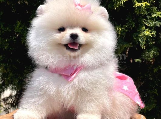 Ayıcık Surat Boo Pomeranian Yavrular