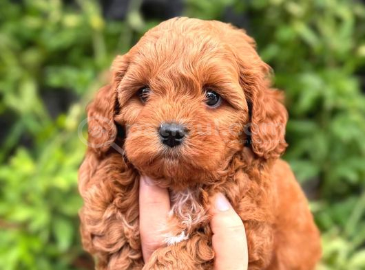 Teacup Maltipoo Bebeklerimiz görsel