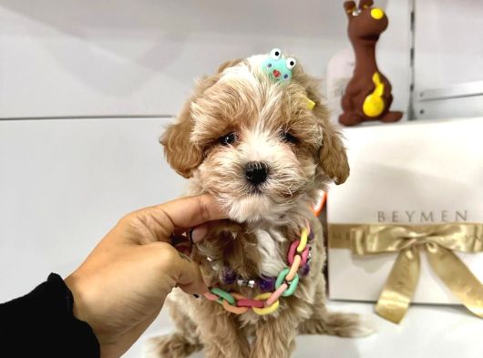 Maktipoo Mini Sevimli Bebekler