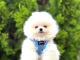Irkının En Güzel Pomeranian Bebekleri