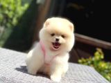 Ayıcık Surat Pomeranian Yavrular